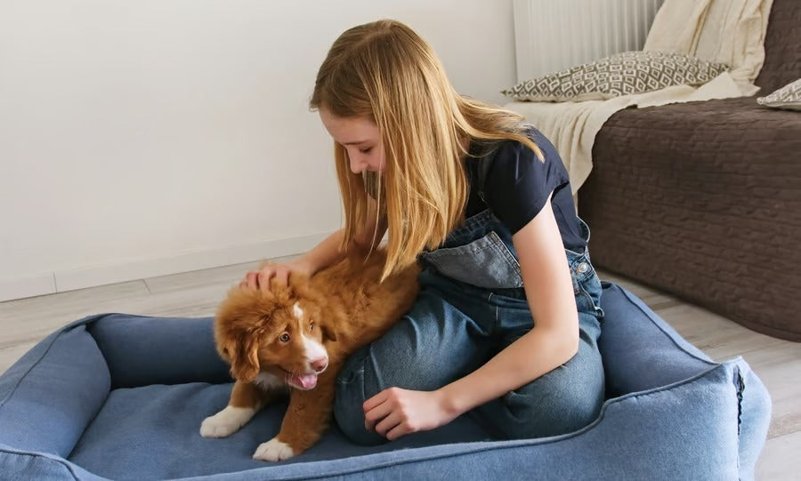 Creating Ultimate Comfort with Premium Pet Beds